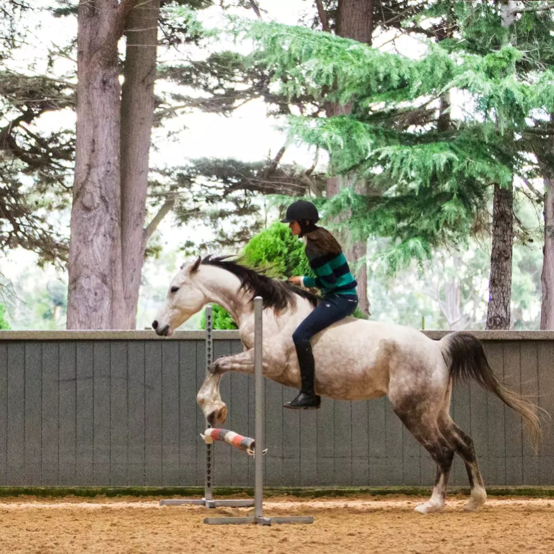 Rider jumping a grey Arabian mare bareback with no bridle