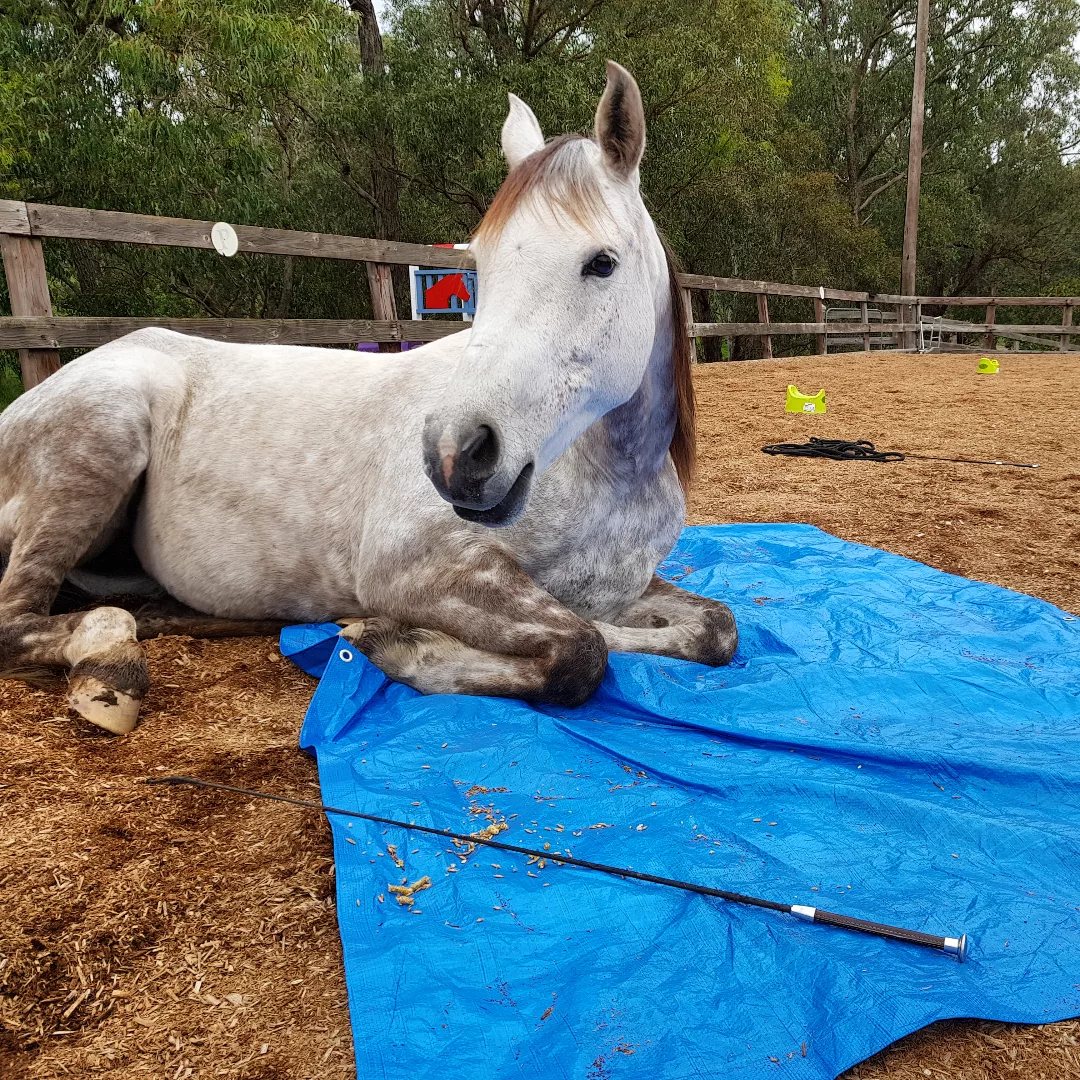 Grey Arabian mare lying down calmly on a blue tarp