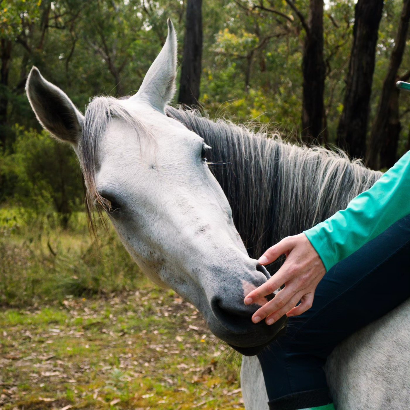 Communication = Connection: Building a Shared Language With Your Horse