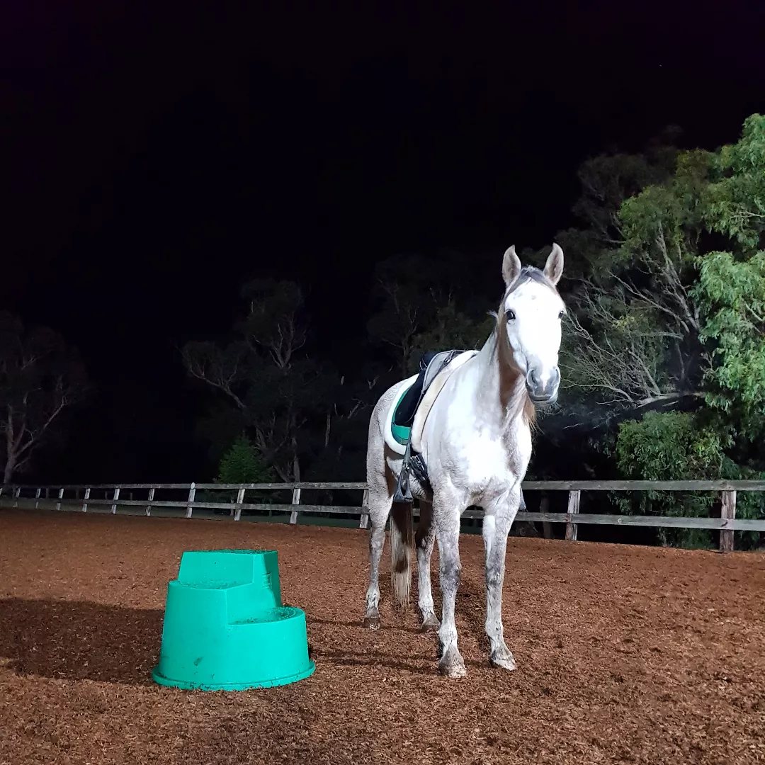 Rahni standing at liberty in an arena at dawn