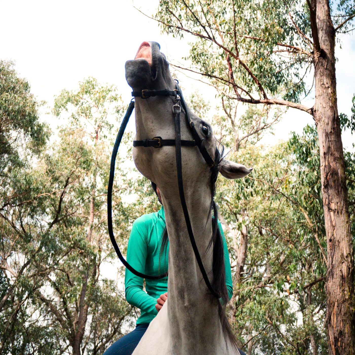 Meet Rahni: The Grey Arabian Mare Who Started It All