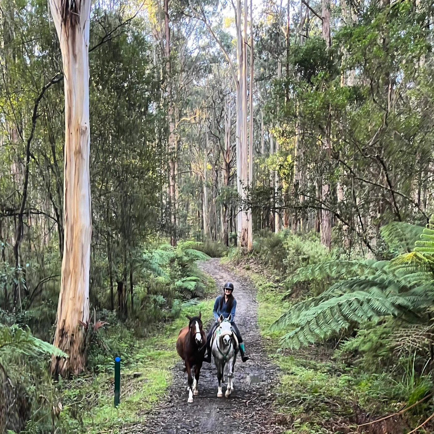 Riding Tiamat with Rahni along a tall eucalyptus forest track
